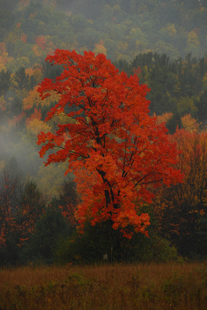 Autumn scene, Vestal NY