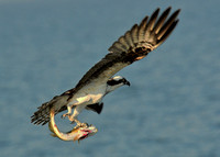 Osprey with sea bass