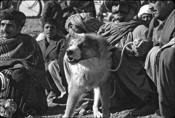 Afghanistan Dog Fights