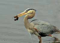 Herons & Egrets