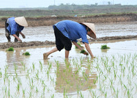Transplanting rice outside of Hanoi, Vietnam