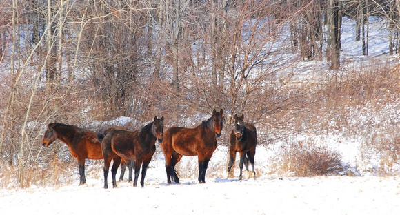 Horses in winter, Binghamton NY