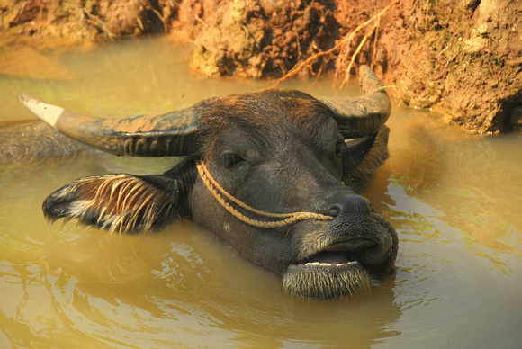 Water  buffalo cooling off, My Tho, Vietnam